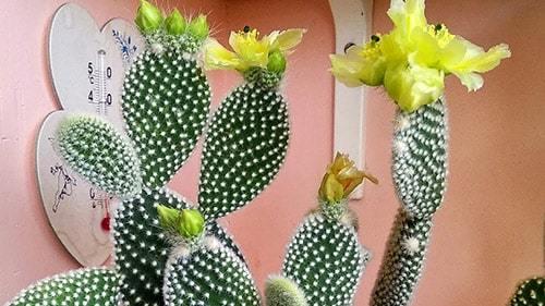 14 самых неприхотливых комнатных растений. Самые неприхотливые домашние растения 02