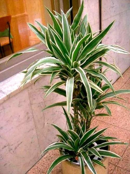 Комнатные растения без. Домашние комнатные не цветущие цветы — название с фото