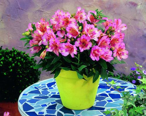 10 комнатных растений для тех. 10 комнатных растений, которые принесут любовь и семейное счастье в ваш дом 07 10 комнатных растений для тех. 10 комнатных растений, которые принесут любовь и семейное счастье в ваш дом 07