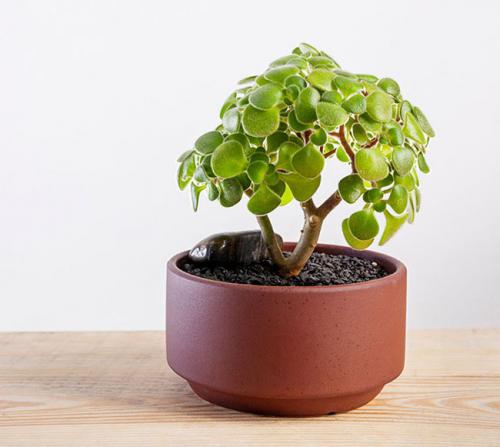 Суккуленты для темных помещений. Суккуленты: 44 вида с названиями и фото