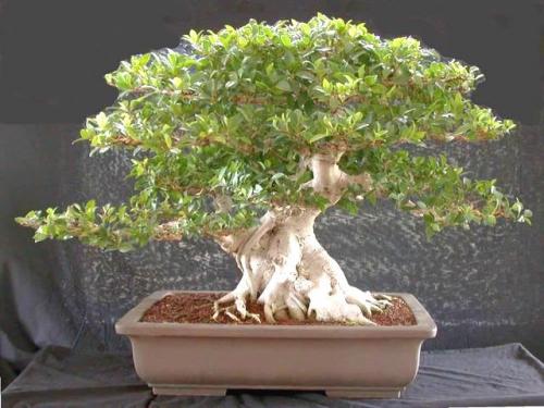 Комнатные растения без. Домашние комнатные не цветущие цветы — название с фото