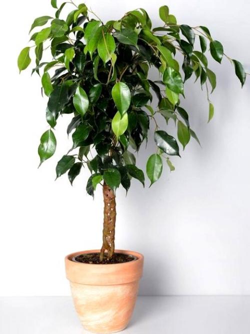 Комнатные растения без. Домашние комнатные не цветущие цветы — название с фото