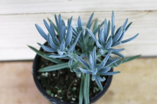 Суккуленты для темных помещений. Суккуленты: 44 вида с названиями и фото