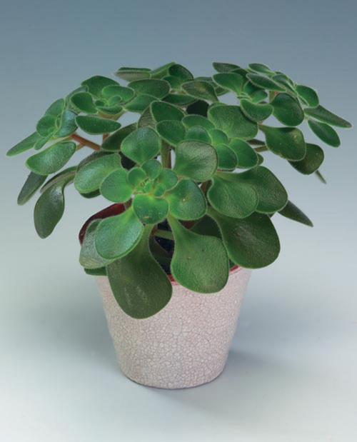 Суккуленты для темных помещений. Суккуленты: 44 вида с названиями и фото