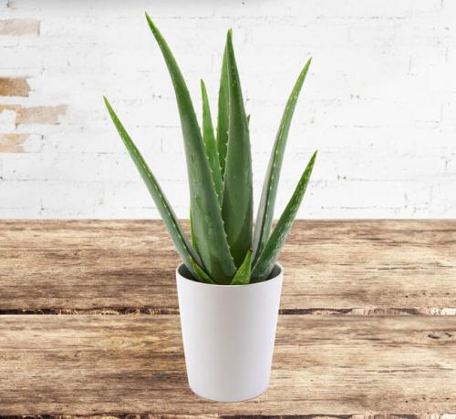 Суккуленты для темных помещений. Суккуленты: 44 вида с названиями и фото