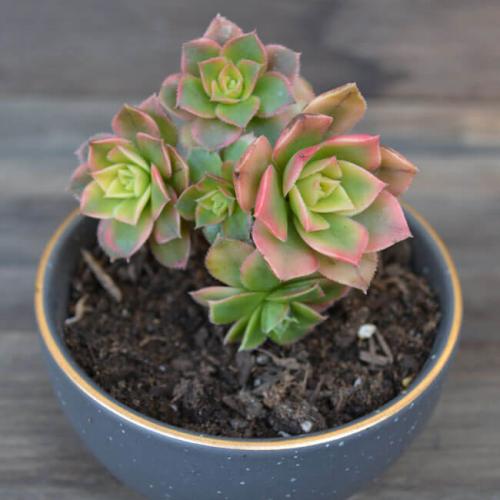 Суккуленты для темных помещений. Суккуленты: 44 вида с названиями и фото