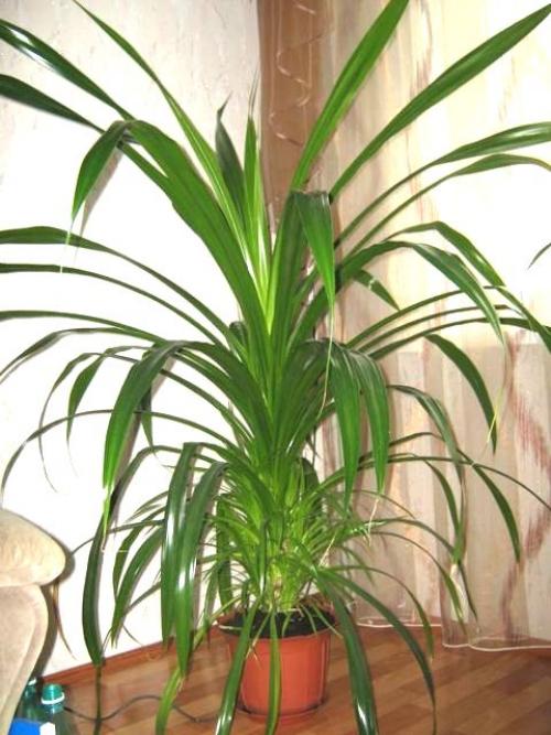 Комнатные растения без. Домашние комнатные не цветущие цветы — название с фото