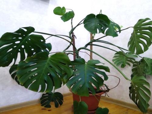 Комнатные растения без. Домашние комнатные не цветущие цветы — название с фото