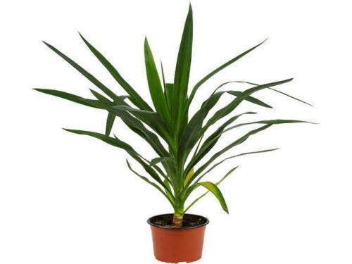 Комнатные растения без. Домашние комнатные не цветущие цветы — название с фото