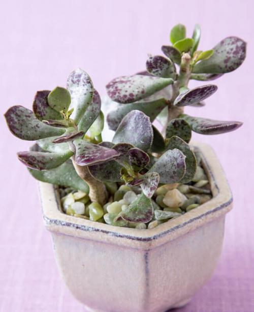 Суккуленты для темных помещений. Суккуленты: 44 вида с названиями и фото