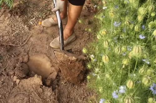 Как поливать плодовые деревья осенью. Полив сада осенью: для чего нужен влагозарядковый полив деревьям и кустарникам и как его правильно провести