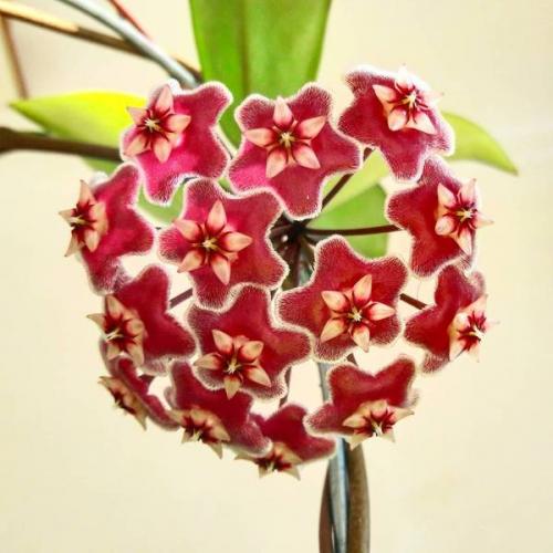 9 неприхотливых комнатных растений. 9 самых красивых и неприхотливых комнатных растений, которые сделают ваш дом уютнее