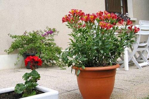 9 неприхотливых комнатных растений. 9 самых красивых и неприхотливых комнатных растений, которые сделают ваш дом уютнее 38