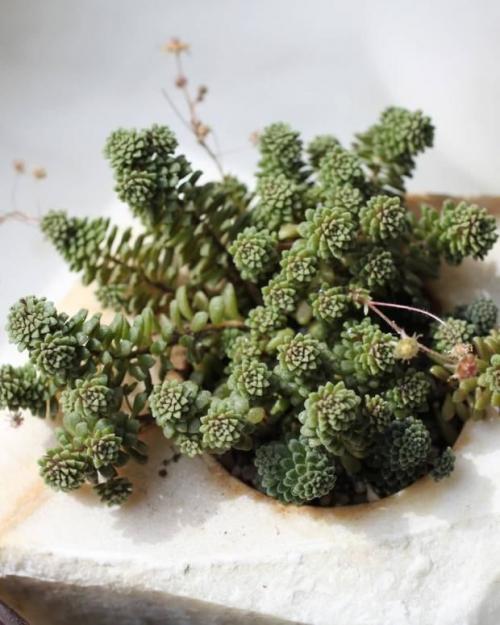 9 неприхотливых комнатных растений. 9 самых красивых и неприхотливых комнатных растений, которые сделают ваш дом уютнее 34