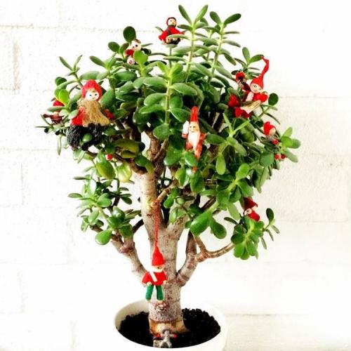 9 неприхотливых комнатных растений. 9 самых красивых и неприхотливых комнатных растений, которые сделают ваш дом уютнее