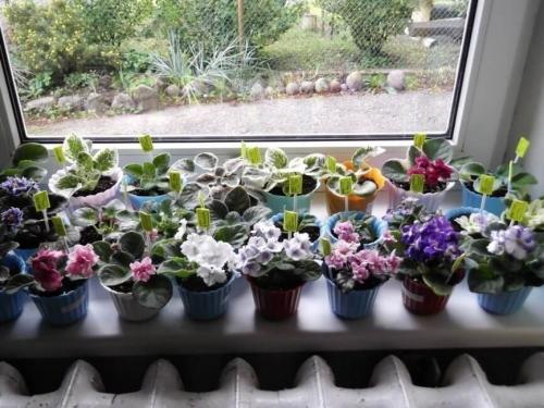 9 неприхотливых комнатных растений. 9 самых красивых и неприхотливых комнатных растений, которые сделают ваш дом уютнее 10