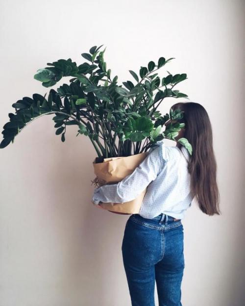 9 неприхотливых комнатных растений. 9 самых красивых и неприхотливых комнатных растений, которые сделают ваш дом уютнее 32