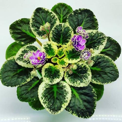 9 неприхотливых комнатных растений. 9 самых красивых и неприхотливых комнатных растений, которые сделают ваш дом уютнее