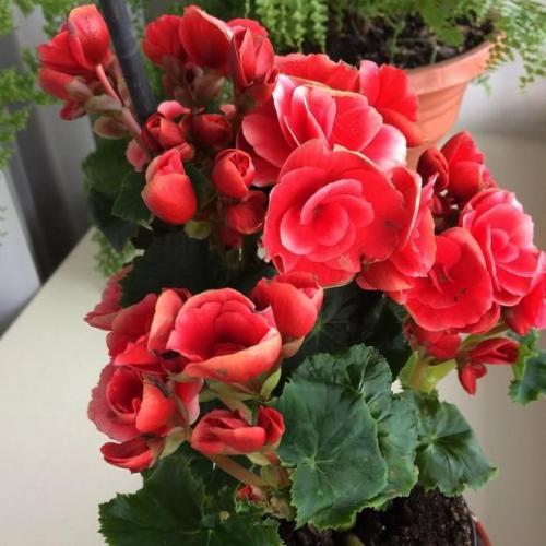 9 неприхотливых комнатных растений. 9 самых красивых и неприхотливых комнатных растений, которые сделают ваш дом уютнее 35