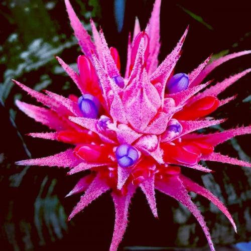 9 неприхотливых комнатных растений. 9 самых красивых и неприхотливых комнатных растений, которые сделают ваш дом уютнее