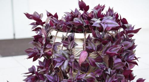 9 неприхотливых комнатных растений. 9 самых красивых и неприхотливых комнатных растений, которые сделают ваш дом уютнее 24