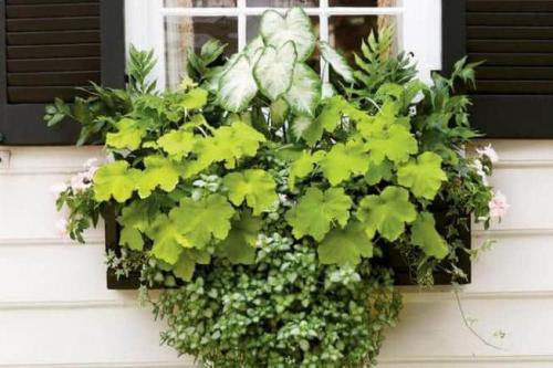 Какие растения любят большие горшки? 02 Какие растения любят большие горшки? 02