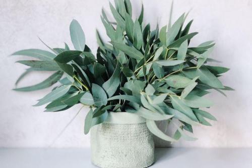 Комнатные растения. Полезные комнатные растения