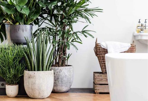 Полезные комнатные растения. 13 полезных растений для дома, которые улучшат ваше самочувствие