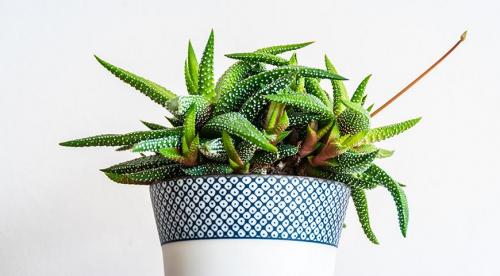 Видео о неприхотливых в уходе комнатных цветах. Десятка не требующих особого ухода цветов 21