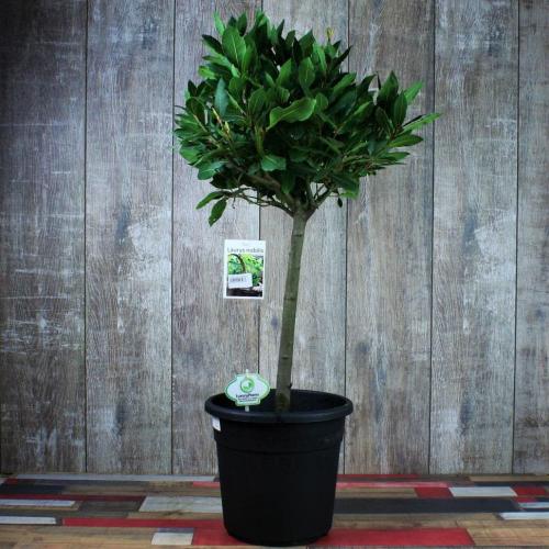 Полезные комнатные растения. 13 полезных растений для дома, которые улучшат ваше самочувствие