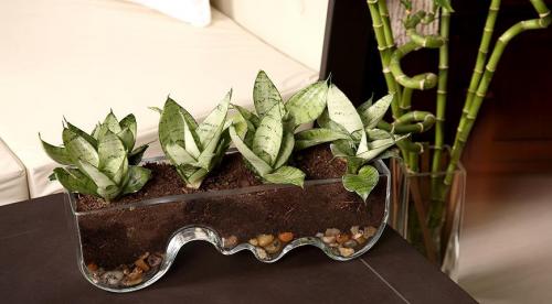 Видео о неприхотливых в уходе комнатных цветах. Десятка не требующих особого ухода цветов 24