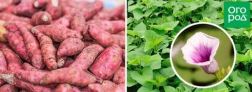 Редкие овощи на огороде. 13 редких корнеплодов для вашего огорода – удивите соседей!