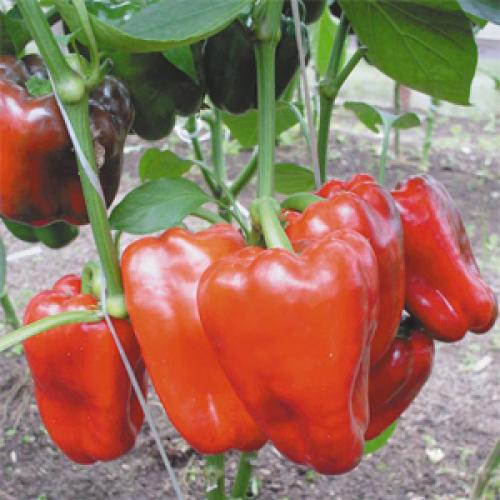 Топ-10 овощей для начинающих садоводов. Самые неприхотливые овощи для дачи: что легко вырастить даже новичку 13 Топ-10 овощей для начинающих садоводов. Самые неприхотливые овощи для дачи: что легко вырастить даже новичку 13