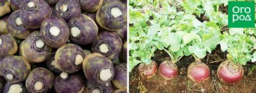 Редкие овощи на огороде. 13 редких корнеплодов для вашего огорода – удивите соседей!