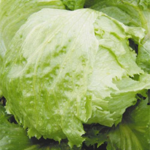 Топ-10 овощей для начинающих садоводов. Самые неприхотливые овощи для дачи: что легко вырастить даже новичку 12 Топ-10 овощей для начинающих садоводов. Самые неприхотливые овощи для дачи: что легко вырастить даже новичку 12