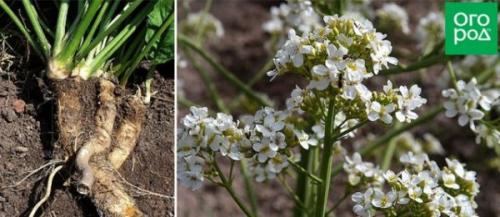 Редкие овощи на огороде. 13 редких корнеплодов для вашего огорода – удивите соседей!