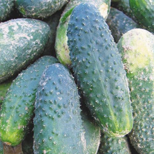 Топ-10 овощей для начинающих садоводов. Самые неприхотливые овощи для дачи: что легко вырастить даже новичку 10 Топ-10 овощей для начинающих садоводов. Самые неприхотливые овощи для дачи: что легко вырастить даже новичку 10