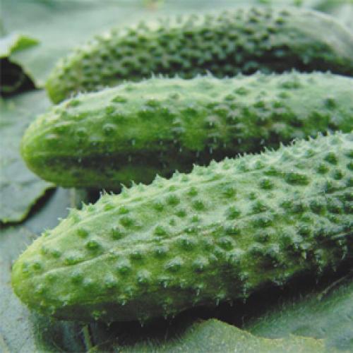 Топ-10 овощей для начинающих садоводов. Самые неприхотливые овощи для дачи: что легко вырастить даже новичку 09 Топ-10 овощей для начинающих садоводов. Самые неприхотливые овощи для дачи: что легко вырастить даже новичку 09