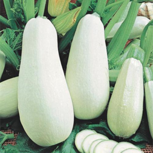 Топ-10 овощей для начинающих садоводов. Самые неприхотливые овощи для дачи: что легко вырастить даже новичку 14 Топ-10 овощей для начинающих садоводов. Самые неприхотливые овощи для дачи: что легко вырастить даже новичку 14