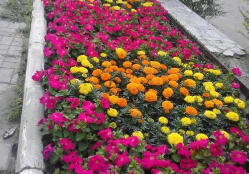 Правила формирования клумбы с петунией в саду. Правила создания клумб из петунии