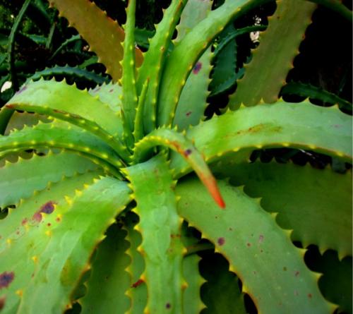 Забытые комнатные растения. Любимые цветы моей бабушки