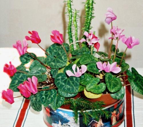 Забытые комнатные растения. Любимые цветы моей бабушки