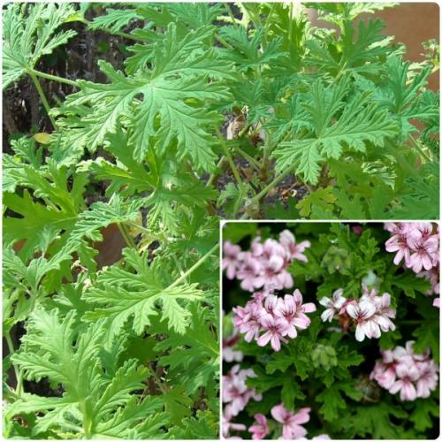 Забытые комнатные растения. Любимые цветы моей бабушки