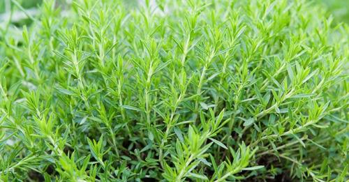 Что посадить на огороде из зелени. Какие пряные травы можно вырастить на своем огороде