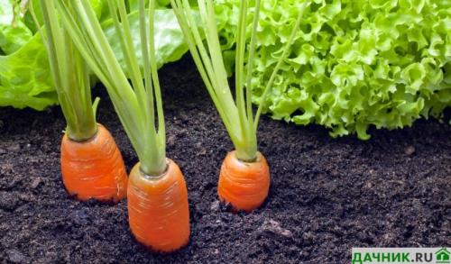 Что посадить на огороде, чтобы не ухаживать. Что лучше всего посадить на даче, чтобы не ухаживать за землей?