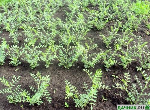 Что посадить на огороде, чтобы не ухаживать. Что лучше всего посадить на даче, чтобы не ухаживать за землей?