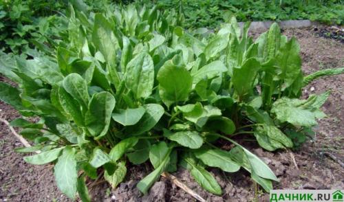 Что посадить на огороде, чтобы не ухаживать. Что лучше всего посадить на даче, чтобы не ухаживать за землей?