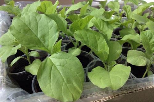 Что можно сажать в феврале в открытый грунт. 12 цветов и овощей, которые опытные огородники сеют на получение рассады в феврале