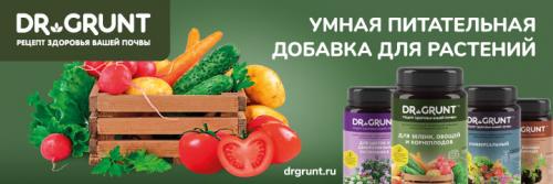 Что можно сажать в феврале в открытый грунт. 12 цветов и овощей, которые опытные огородники сеют на получение рассады в феврале