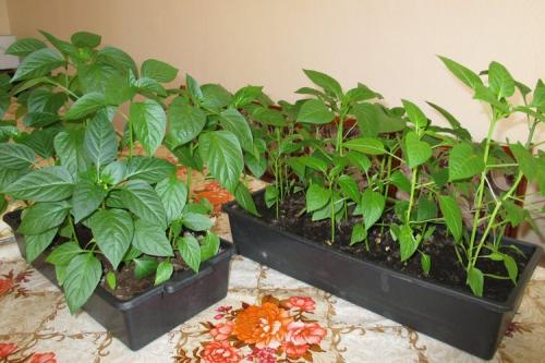 Что можно сажать в феврале в открытый грунт. 12 цветов и овощей, которые опытные огородники сеют на получение рассады в феврале